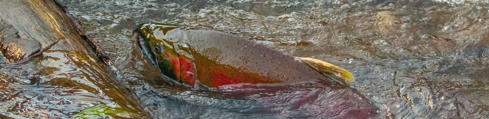 Coho salmon swimming upstream